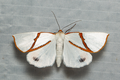 Thalaina selenaea