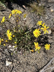 Senecio californicus