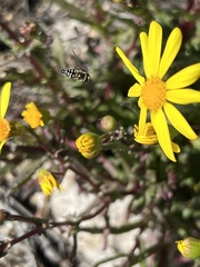 Senecio californicus