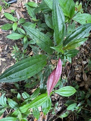 Miconia xalapensis