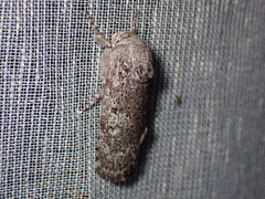 Cryptophasa irrorata