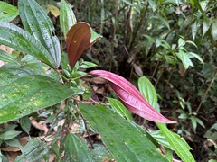 Miconia xalapensis