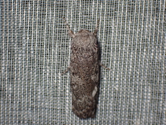 Cryptophasa irrorata