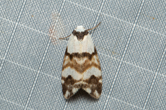 Thallarcha albicollis