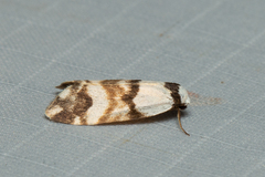 Thallarcha albicollis