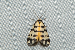 Thallarcha jocularis