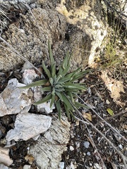Dudleya abramsii