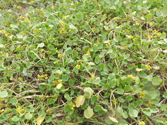 Halerpestes sarmentosa