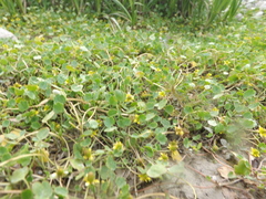 Halerpestes sarmentosa