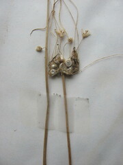 Allium canadense canadense