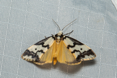 Philenora undulosa