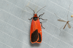 Scoliacma bicolora