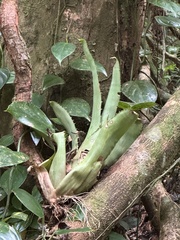 Asphodeloideae