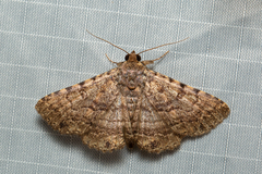 Eudesmeola lawsoni
