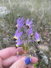 Primula clevelandii