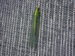 Apertochrysa edwardsi