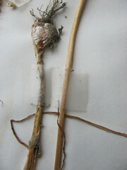 Allium canadense canadense