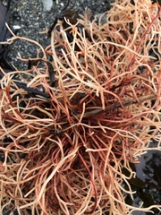 Sarcodiotheca