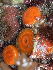 Balanophyllia elegans