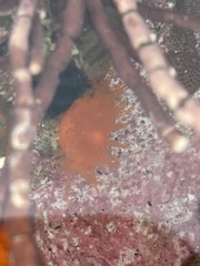 Balanophyllia elegans