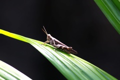 Trilophidia annulata