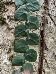 Monstera tuberculata