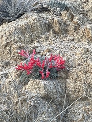 Astragalus coccineus