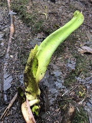 Lysichiton