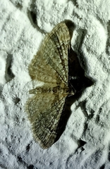 Gymnoscelis