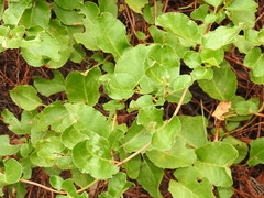 Muehlenbeckia adpressa