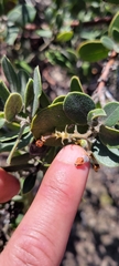 Arctostaphylos tomentosa