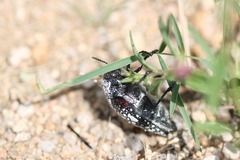 Julodis