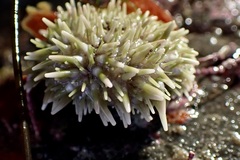 Strongylocentrotus purpuratus