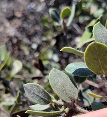 Arctostaphylos tomentosa