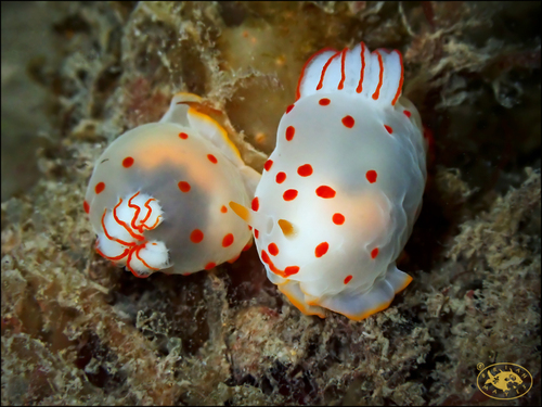 Gymnodoris ceylonica
