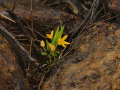 Curculigo orchioides