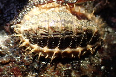 Mopalia porifera