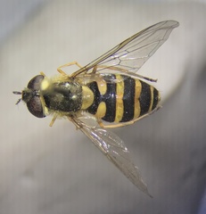 Syrphus rectus