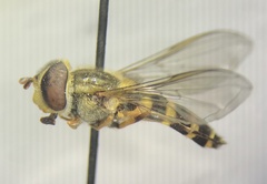 Syrphus rectus