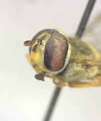 Syrphus rectus