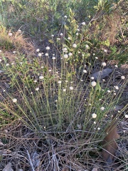 Syngonanthus flavidulus