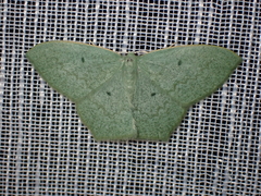 Maxates centrophylla