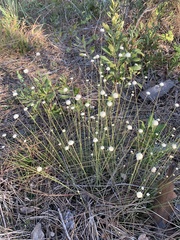 Syngonanthus flavidulus