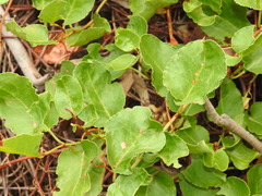 Muehlenbeckia adpressa