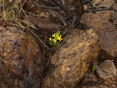 Curculigo orchioides
