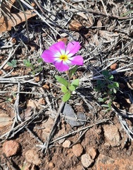 Phlox roemeriana
