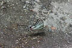 Protographium epidaus