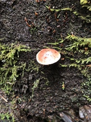 Pyrrhulomyces astragalinus