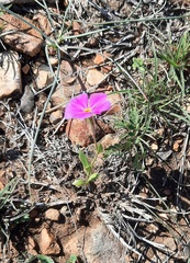 Phlox roemeriana