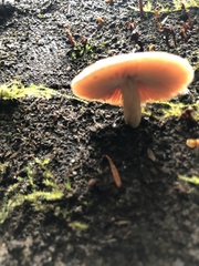 Pyrrhulomyces astragalinus